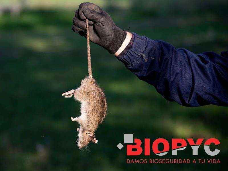 Biopyc ofrece soluciones para el control de roedores adaptadas a cualquier explotación