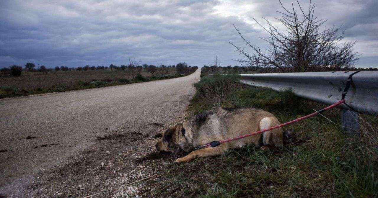 Día Mundial contra el Abandono de Animales: el coronavirus complica la situación en España