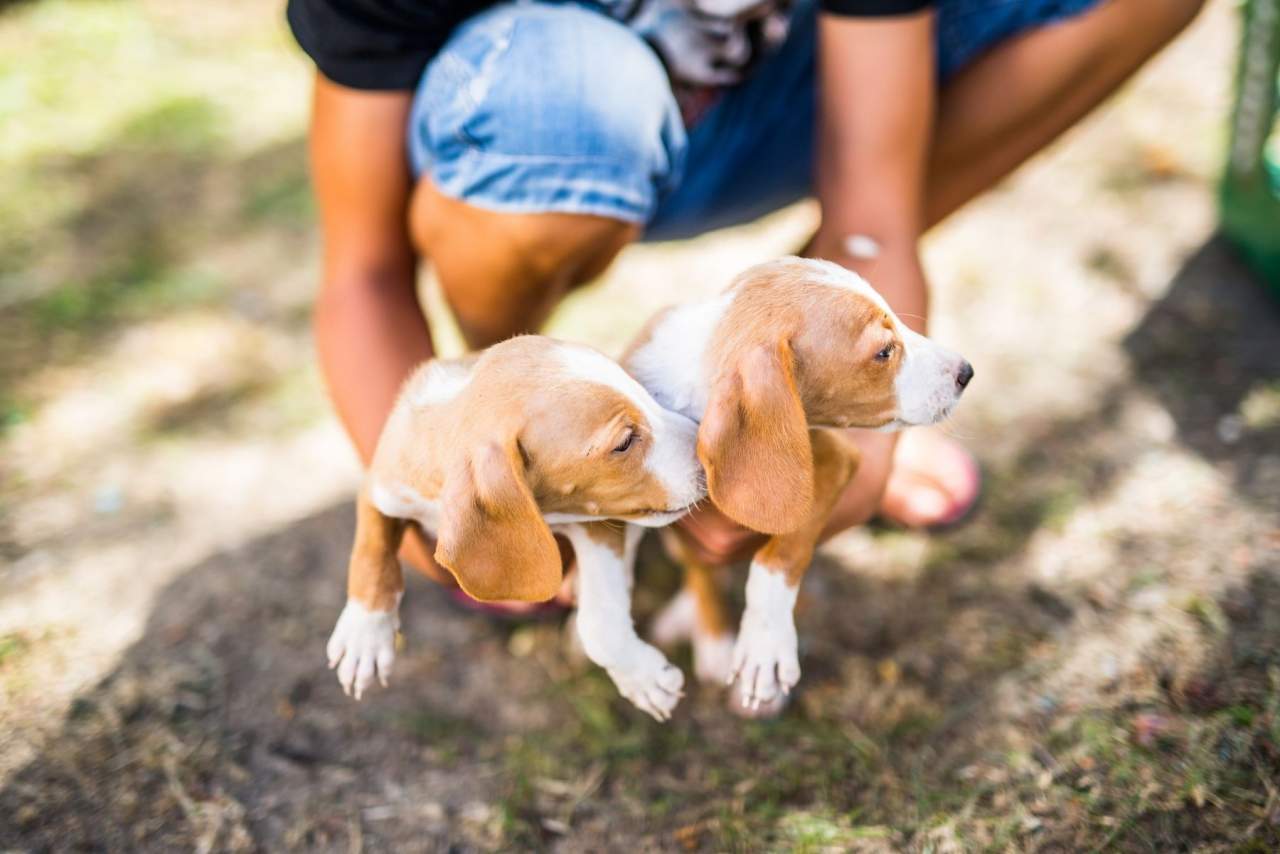 ¿Cuándo empezar a adiestrar un cachorro: Tu Adiestrador Online