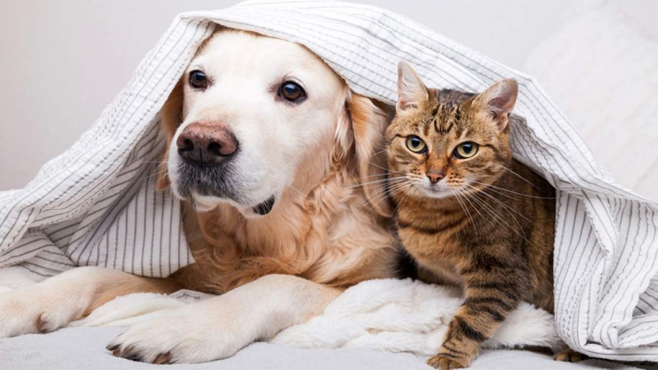 La tienda de veterinaria online más completa del mercado