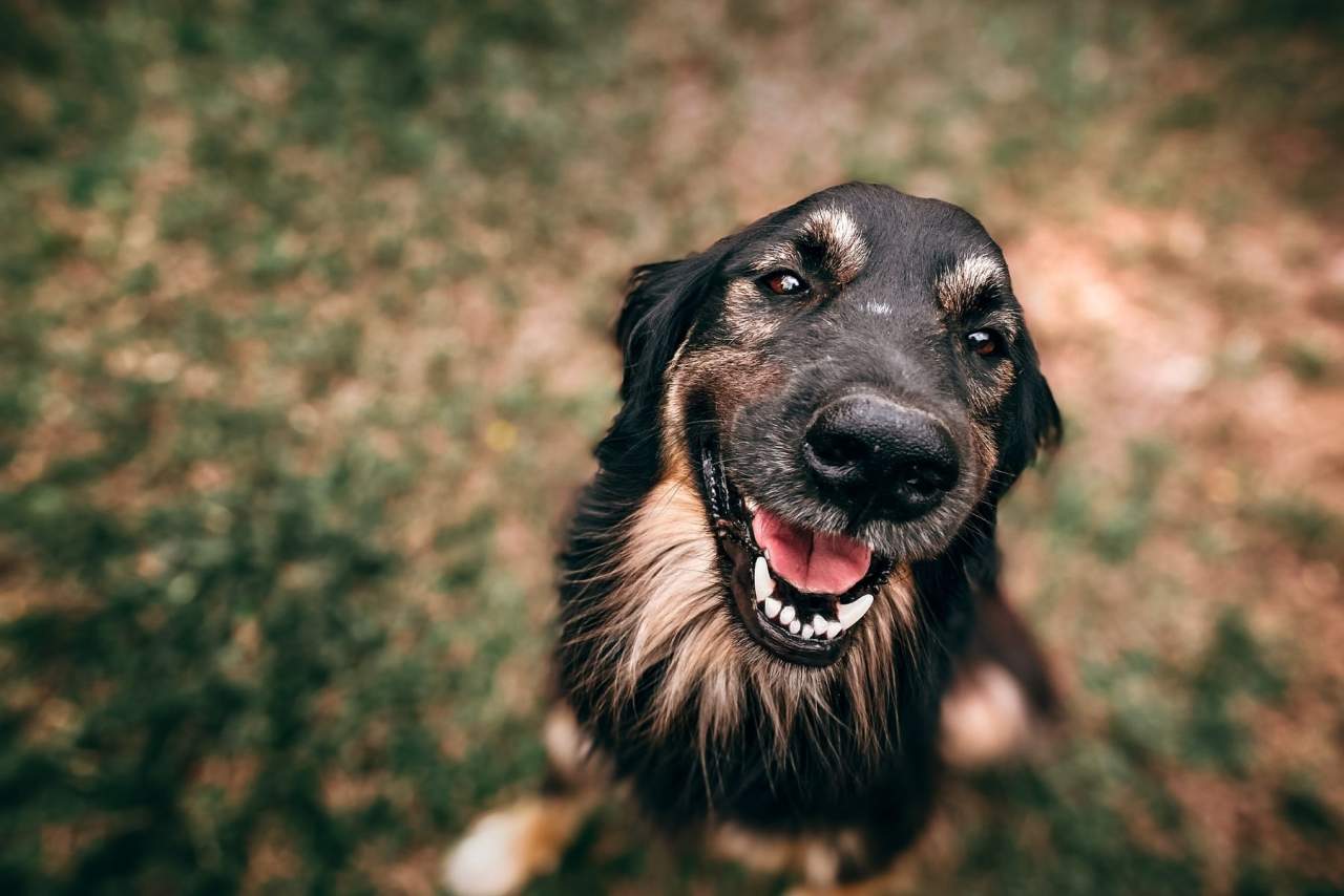 Tu Adiestrador Online puedes adiestrar a un perro online
