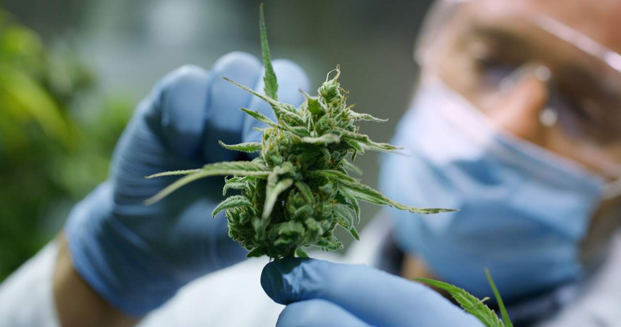 Cannabis (CBD) ecológico y proyecto medioambiental: Spirit Natura