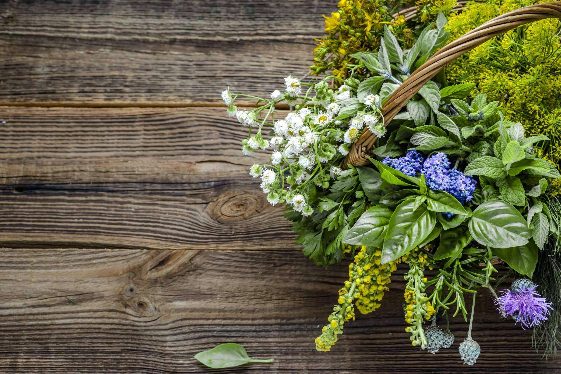 Spirit Natura: ¿Qué beneficios presentan las plantas aromáticas de calidad?