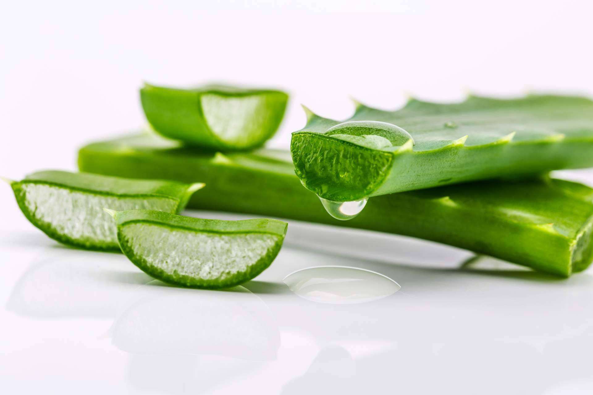 ¿Cuáles son los beneficios del aloe vera? Por Territorio Aloe