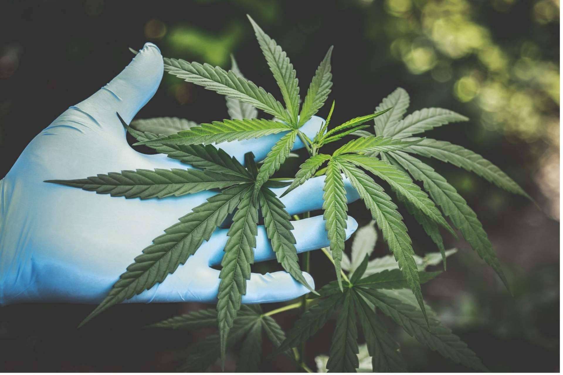 Opinar sobre Wildcbd y su aceite CBD