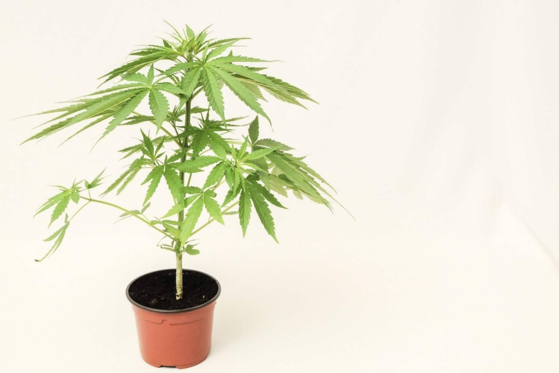 De Pata Verde: ¿Qué son las flores de CBD o cannabidiol?