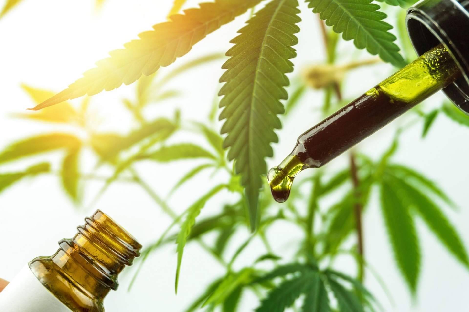 Premium Legal Hemp: ¿Cuáles son los beneficios y aplicaciones de Amnesia Hy-Pro?