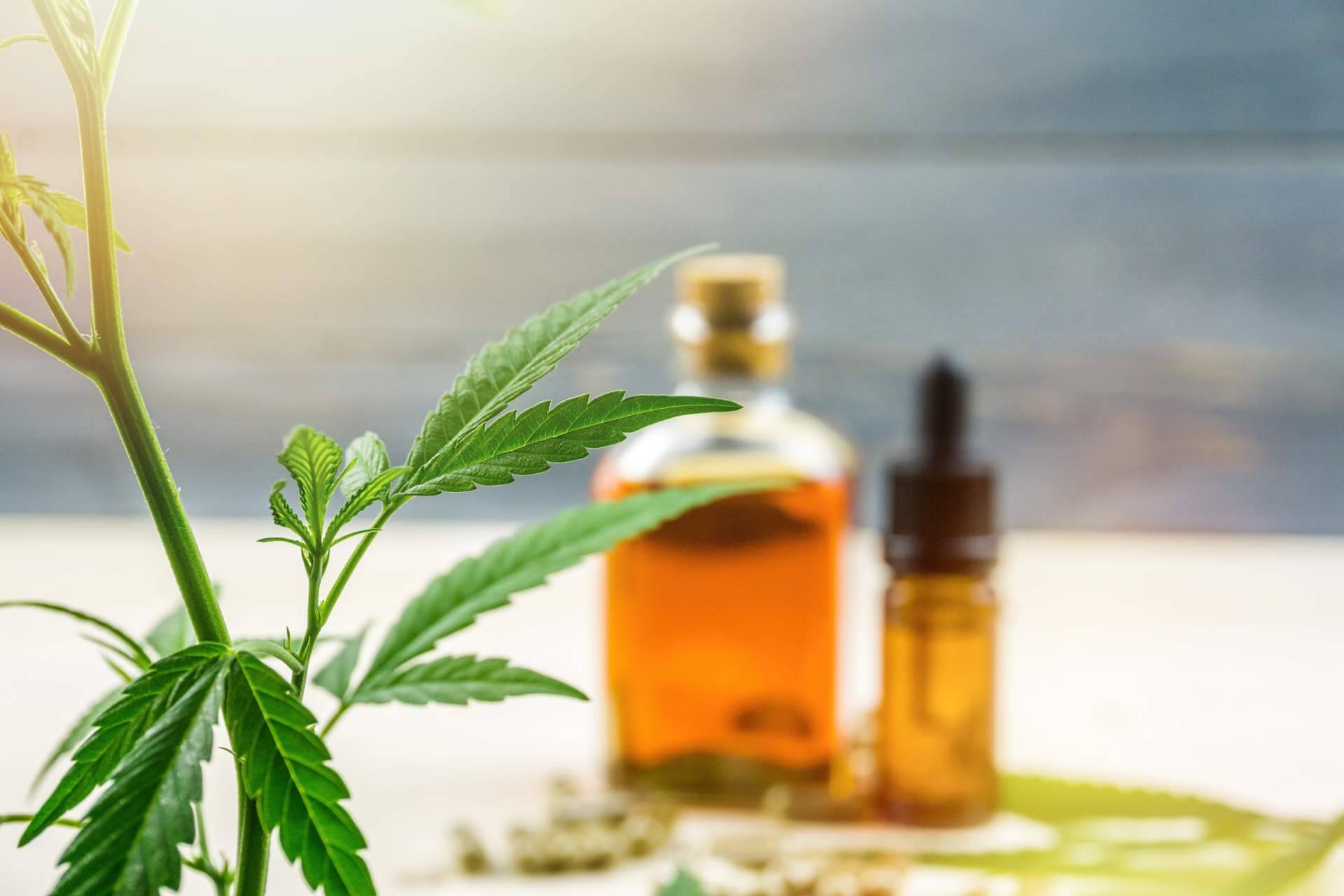 El aceite de CBD Full Spectrum de La Mal Querida Sativa