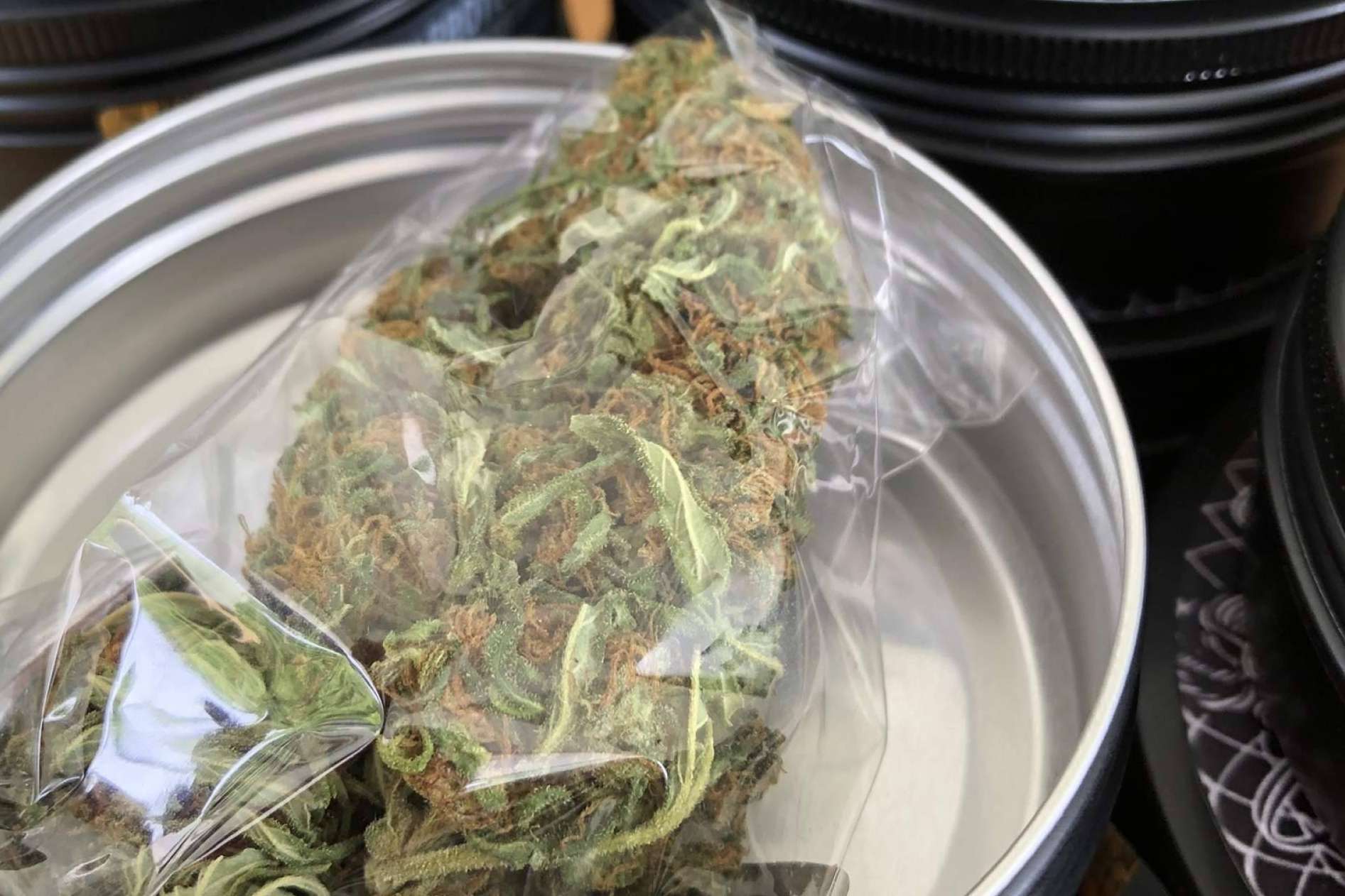 La Mal Querida Sativa expone el aumento del cultivo de cáñamo en España