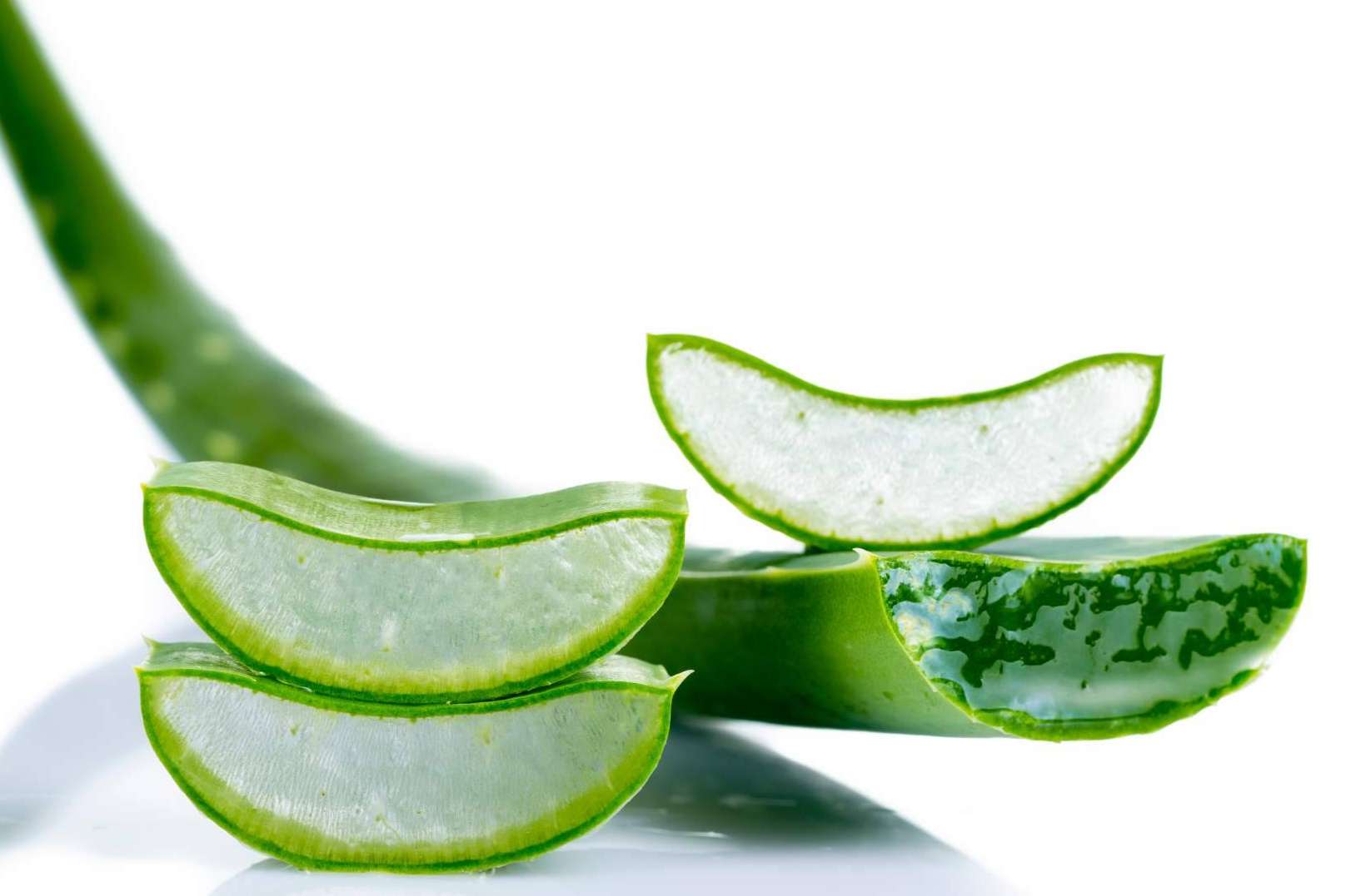 ¿Qué es TerritorioAloe?:  una oportunidad de negocio para los amantes del aloe vera