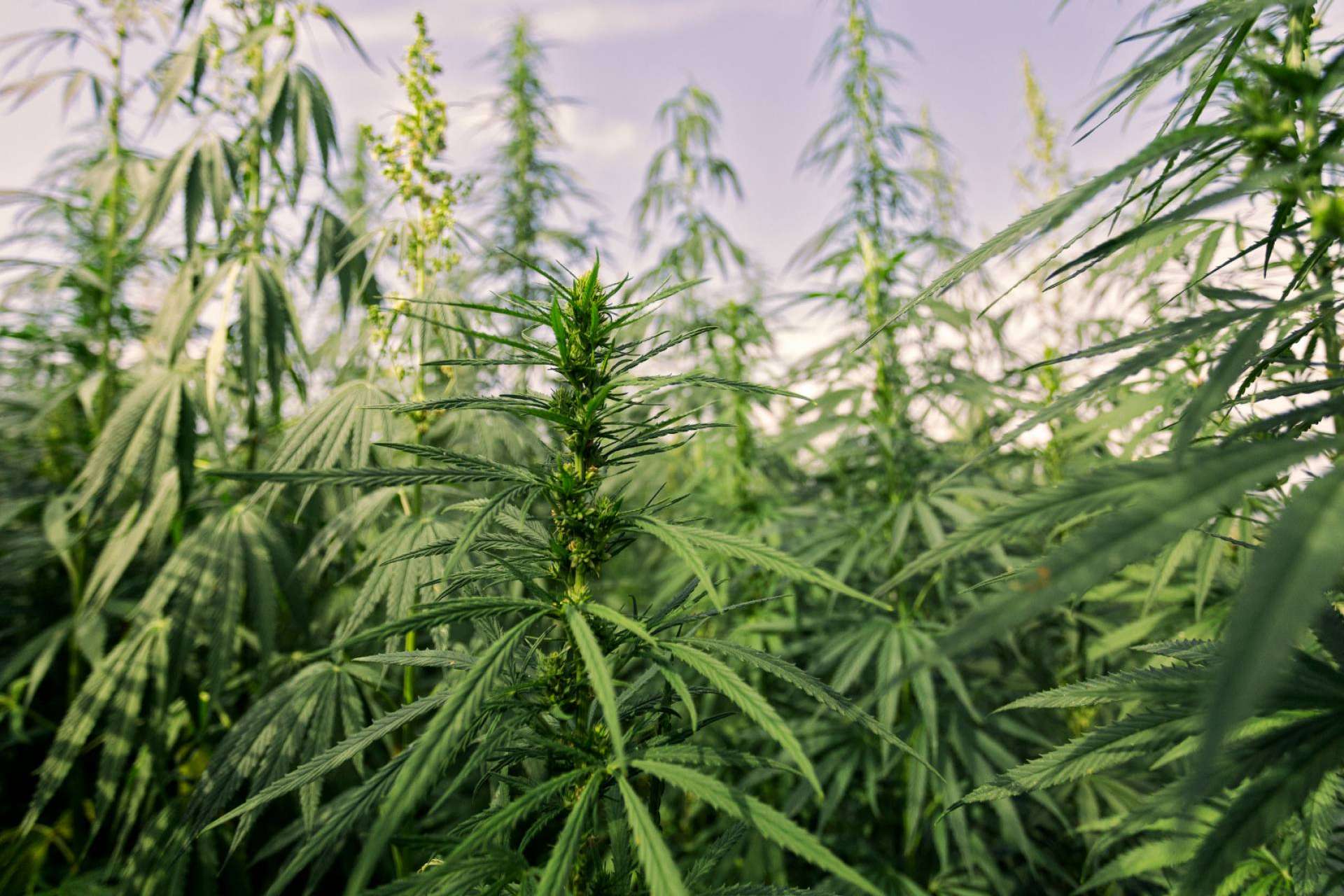 Comprar flores de CBD en España