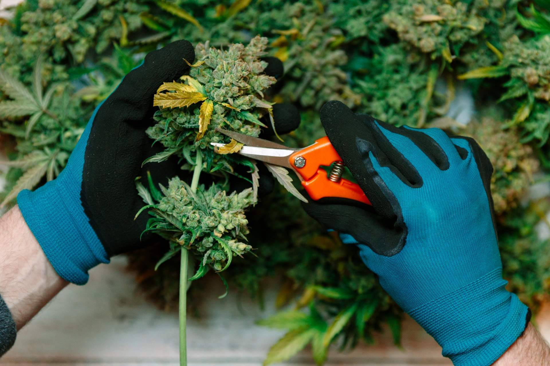 Grow shop, un negocio de franquicias en auge