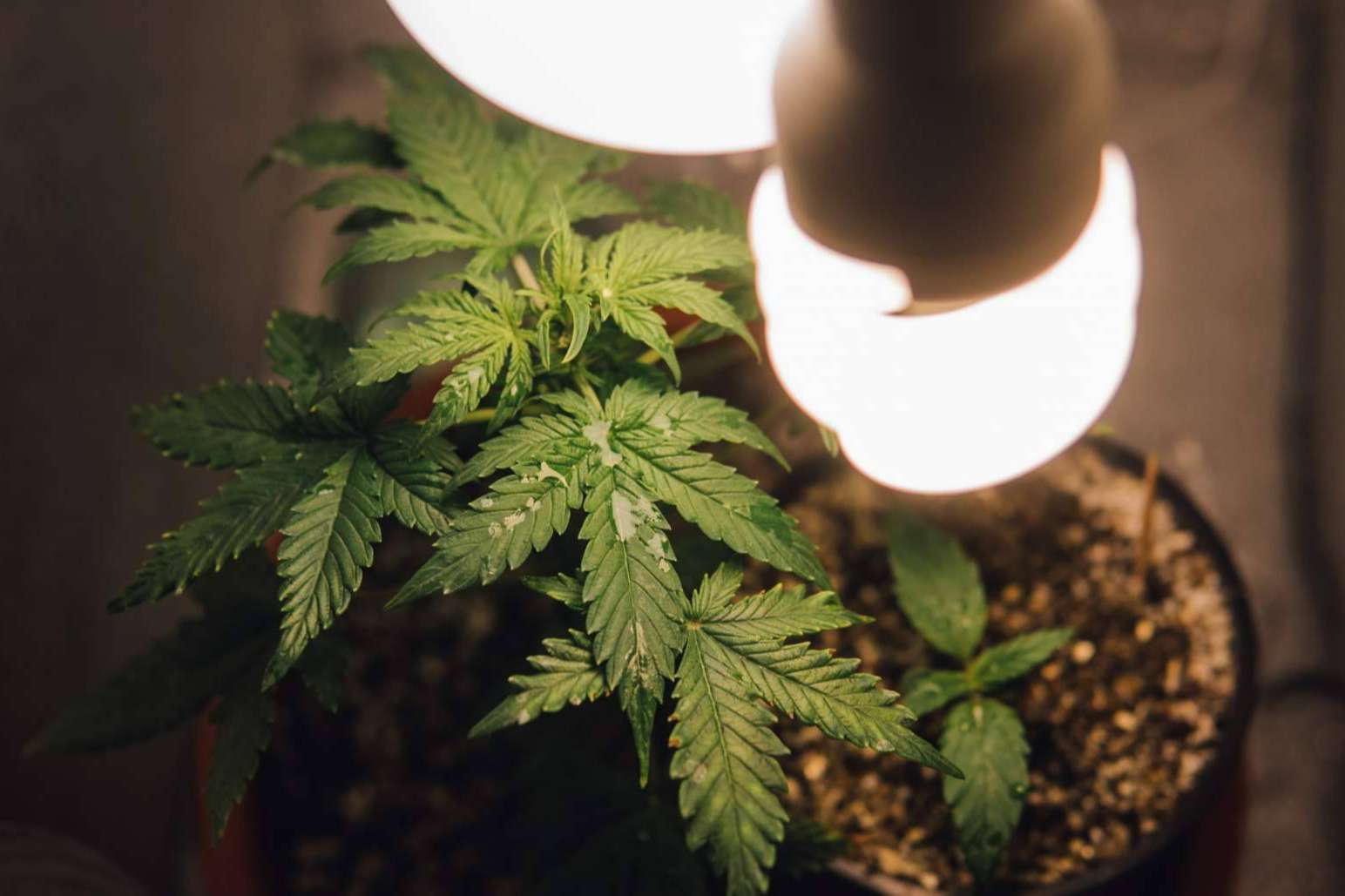 Armarios de cultivo interior para cualquier tipo de cultivo, en la tienda Tecnocultivo