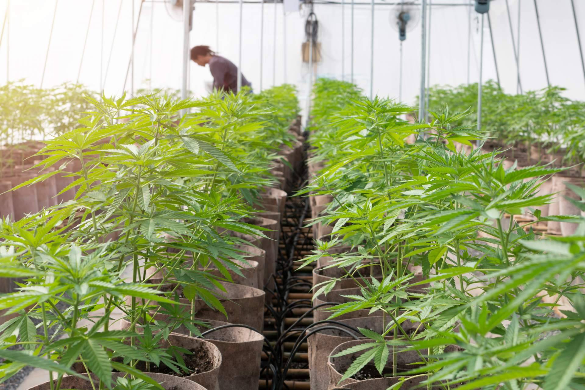 La web topgrow.es brinda productos de iluminación led para cultivos