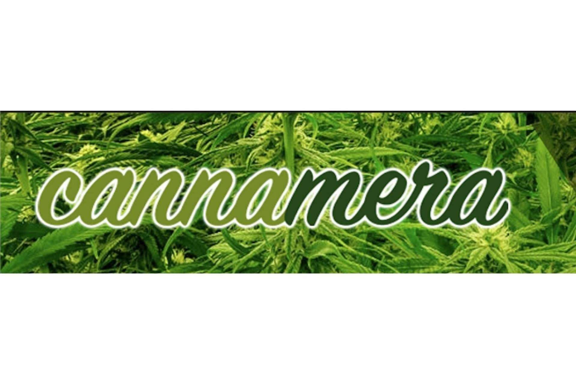 ¿Cómo abrir un dispensario propio o franquicia de productos CBD de manera fácil? TeleCogollo