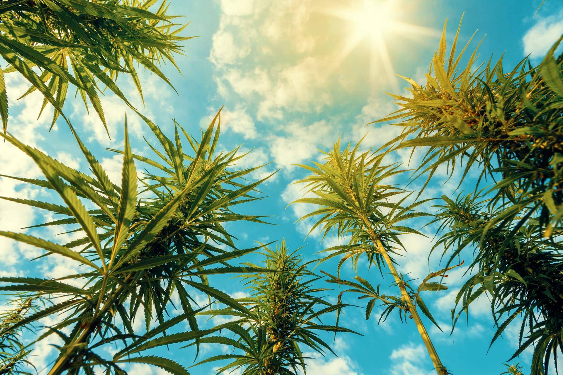 Los beneficios del cannabis en la salud de la mano de Canna Rural