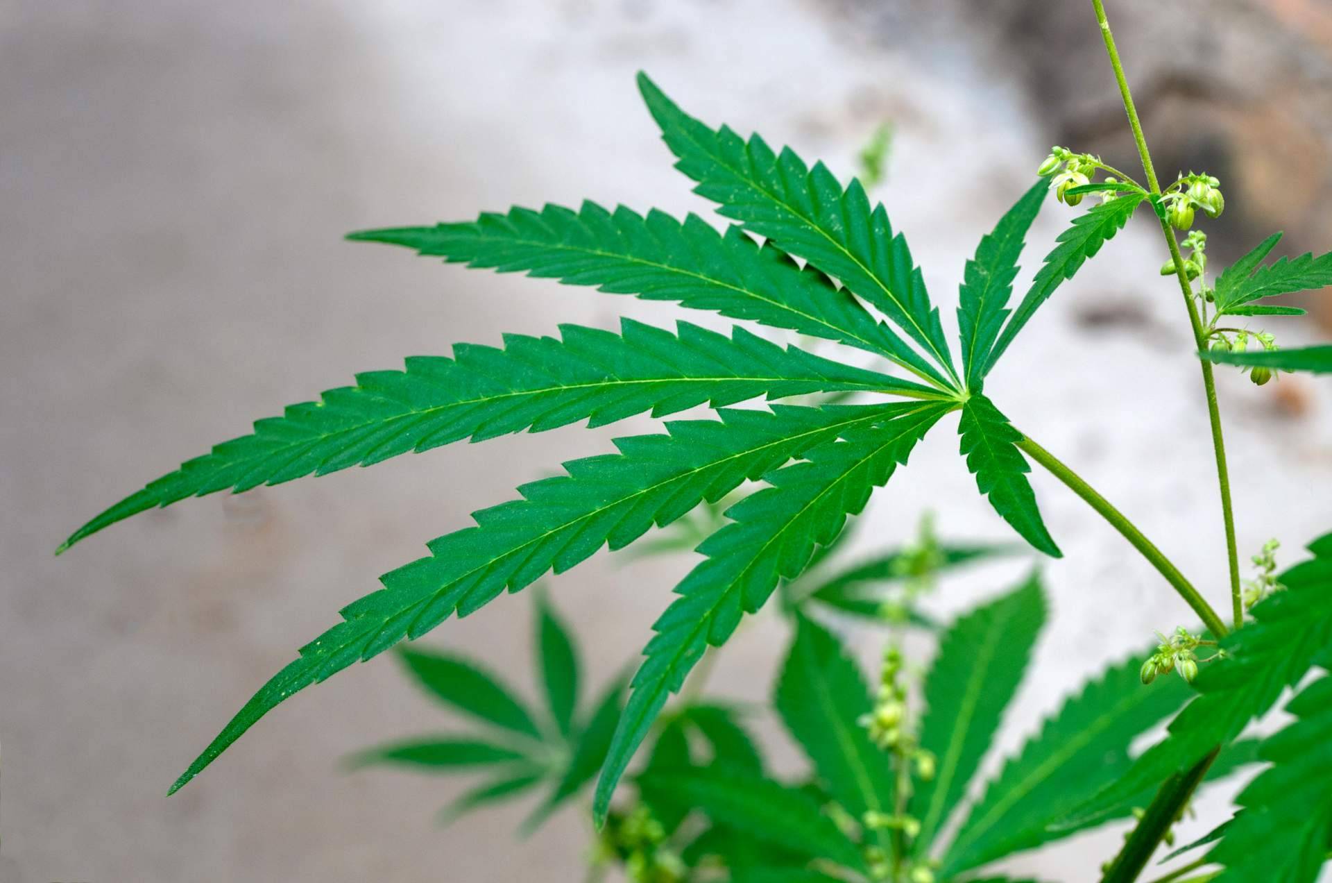 ¿Qué beneficios aporta el aceite de semilla de cáñamo?, de la mano de Cannaderm