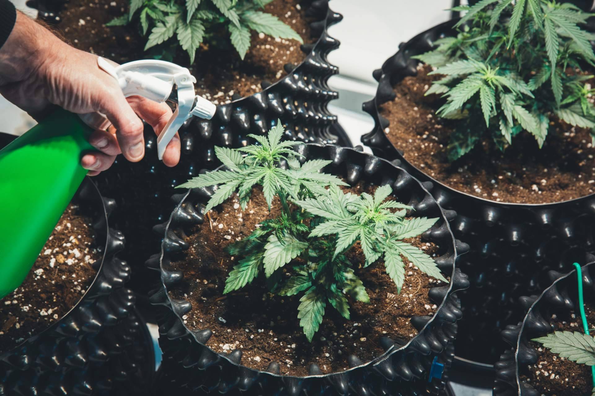 Growmania, un grow económico que ofrece una oferta de primera calidad