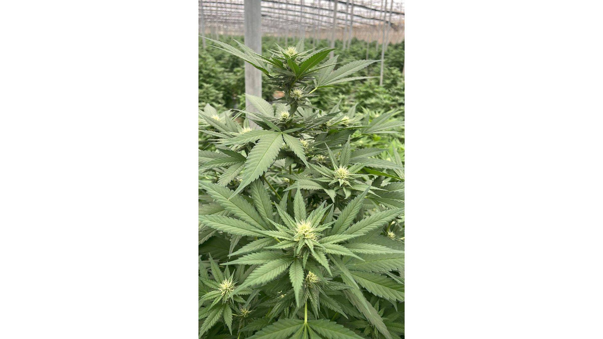 Iberian CBD sobre los beneficios del cáñamo industrial