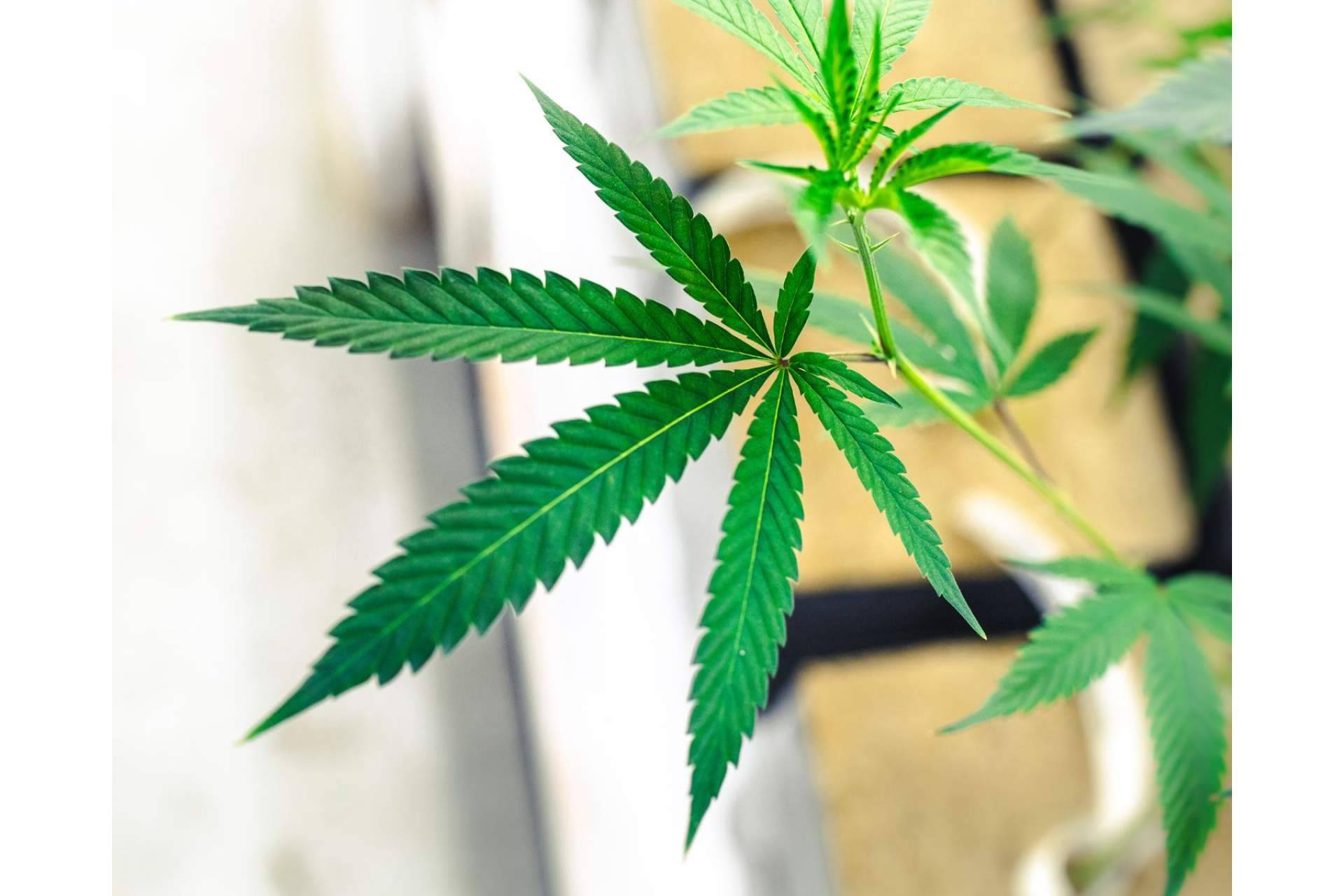 ¿Dónde encontrar CBD online para la concentración?, por CBDrocks
