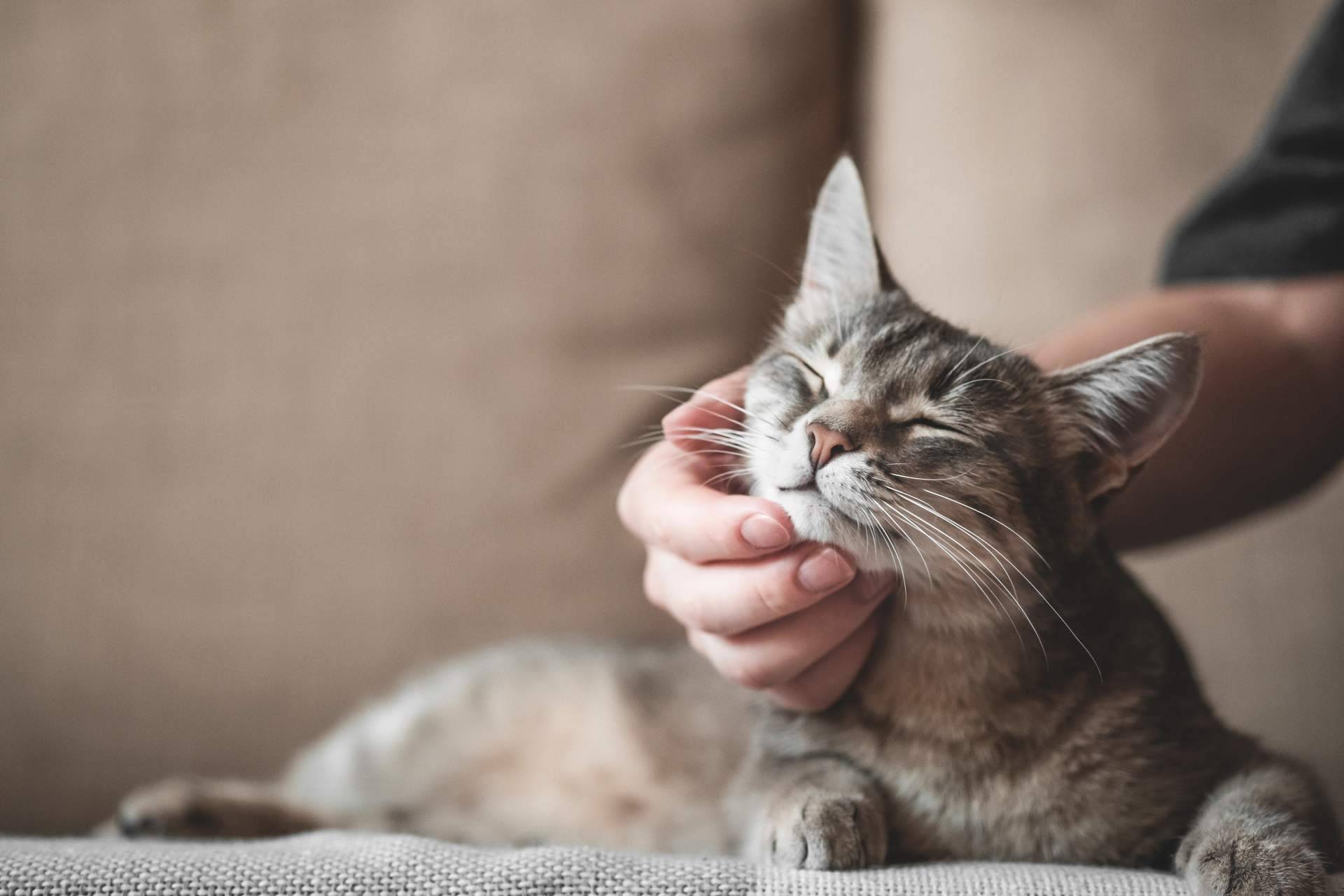 Los principales beneficios del CBD para las mascotas, por The Hemp Ground