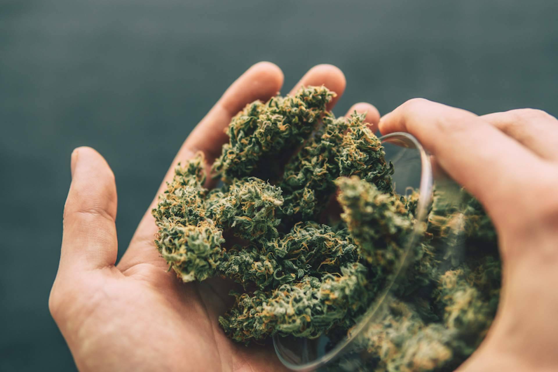 ¿Por qué comprar flores CBD?, según Bee Products