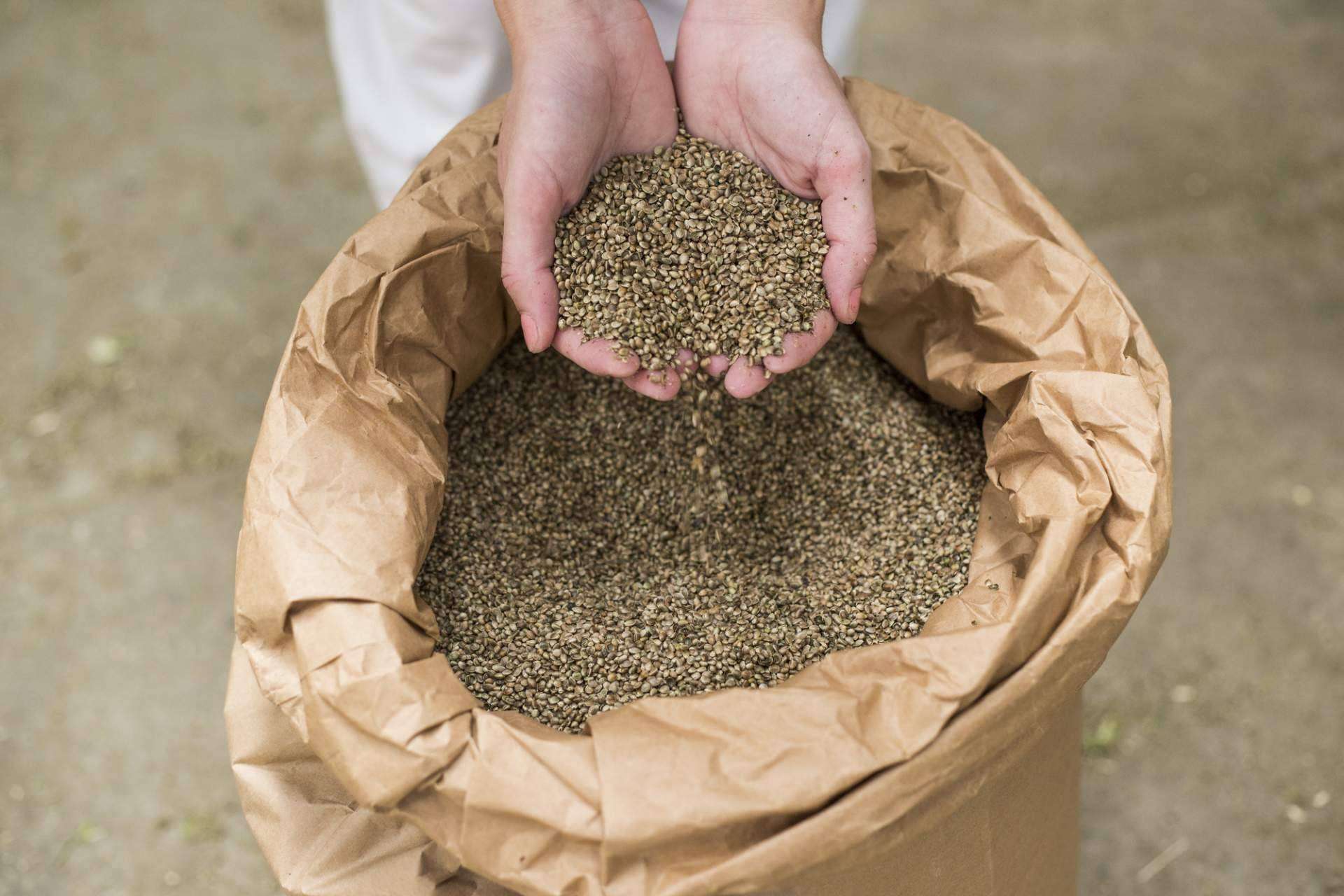 El floreciente sector de semillas de cannabis prevé superar los 6.500 millones de dólares en 2031