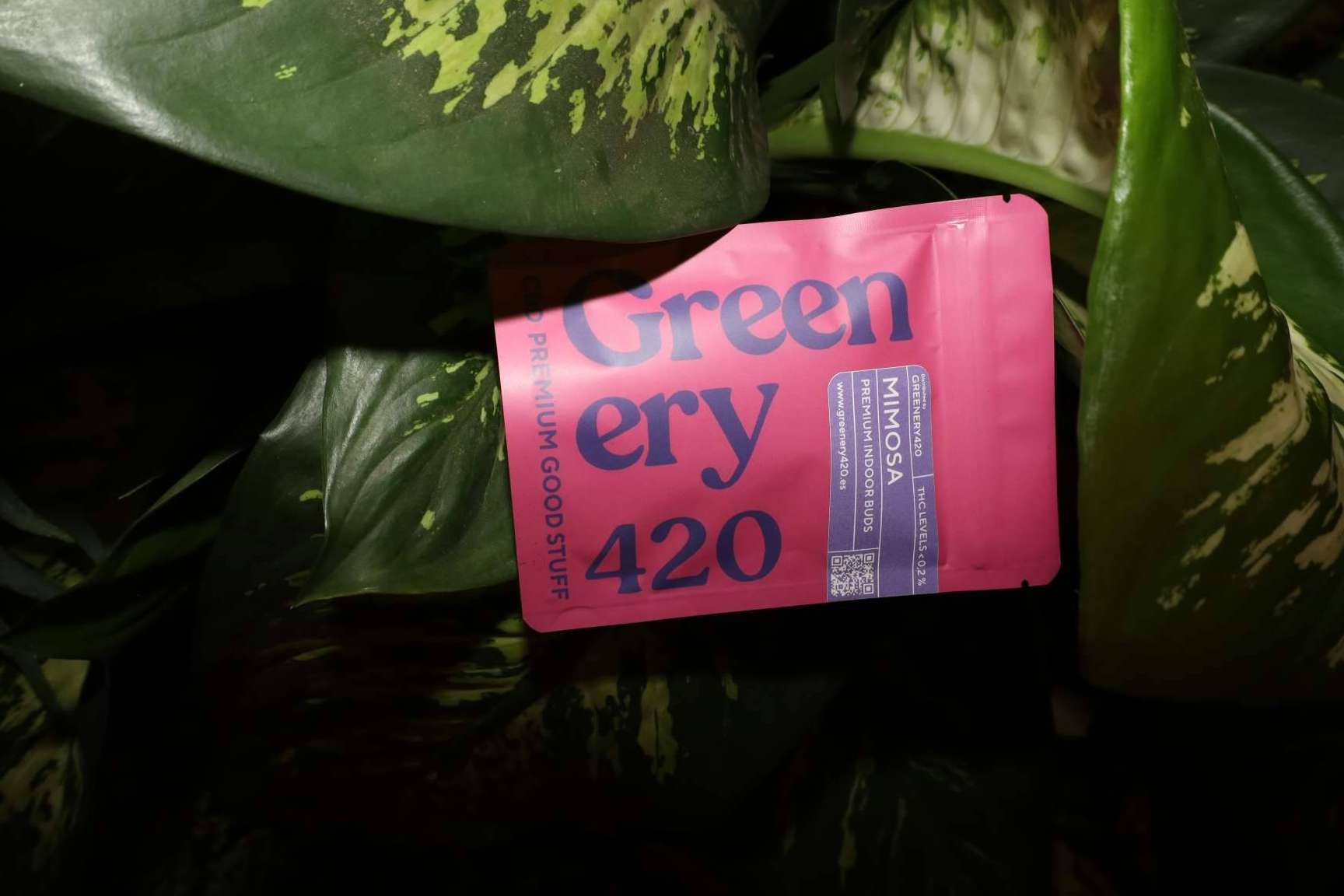 Día del Cannabis, Greenery 420 destaca la necesidad de una regulación clara en España